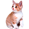 Котенок