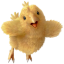 CHOCOBO